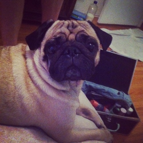 The momo! #momo #momopug #pug #puglife #pugsofinstagram