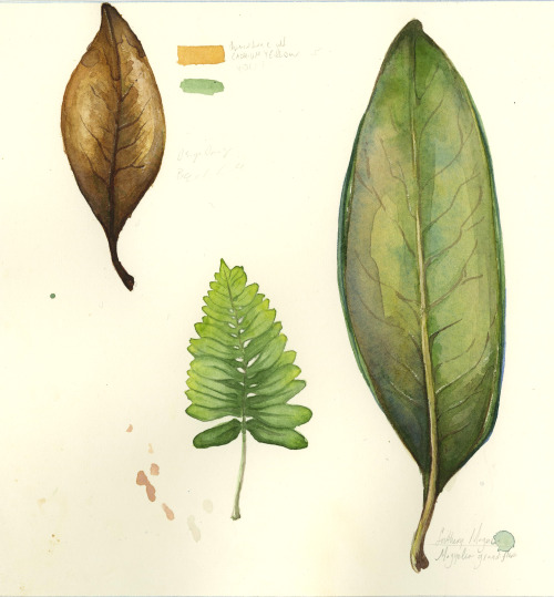 Magnolia leaves and a little fern Watercolor sketchbook