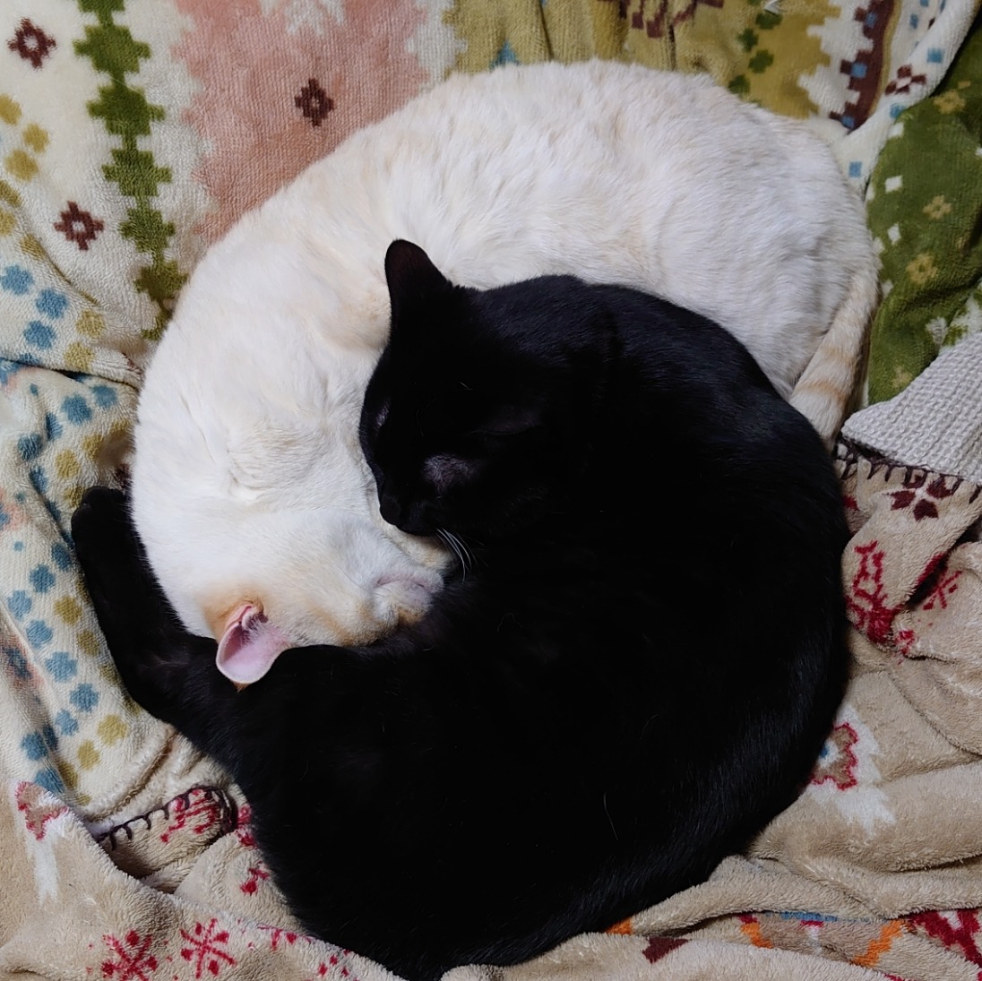straycatj:最近だいぶ☯ に近づいて来ましたThey are getting like ☯