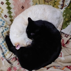 straycatj:最近だいぶ☯ に近づいて来ましたThey are getting like ☯