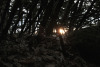 Sun setting through the branches …