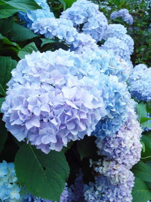 ethertune:hydrangea (By Sarah)