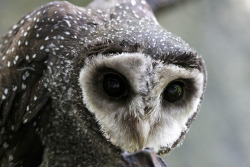 theraptorcage:  Greater Sooty Owl 