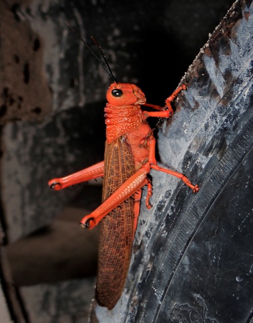 onenicebugperday:Giant red-winged grasshopper, Tropidacris cristata, Romaleidae Found in Mexico