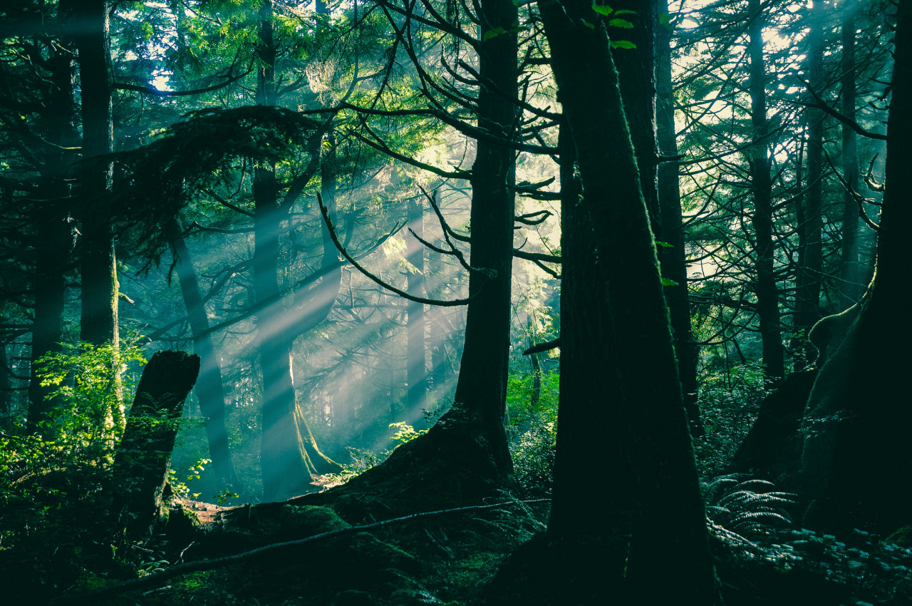 forest at twilight