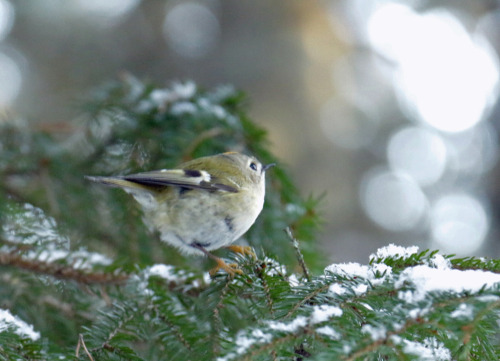 The Goldcrest is the smallest European bird, 8.5–9.5 cm (3.3–3.7 in) in length, with a 13.5–15.5 cm 