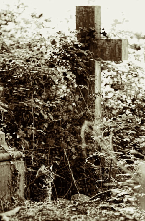 Cemetery Cat (via hiker)