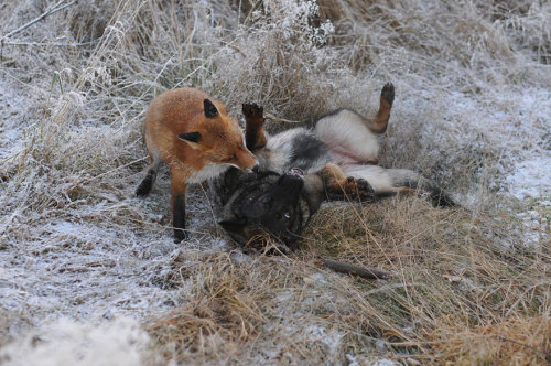 halpmepls:  tiannasumer:  phototoartguy:  The adorable and unlikely friendship between a fox and a dog that’s being turned into a children’s fairytale book Photographer Torgeir Berge  MY FUCKING HEART. HOLY SHIT.  THE FOX AND THE HOUND     Aww cutest