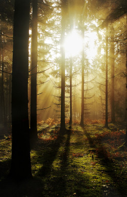 ericparadise:  Forest Sunrise by Mark7Image