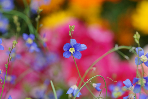 prettylittleflower:  ヘリオフィラ・ロンギフォリア/Heliophila longifolia  by nobuflickr on Flickr.