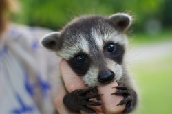 fuckyeahbabyanimals:  I’ve put this baby raccoon on all my wishlists for this year.