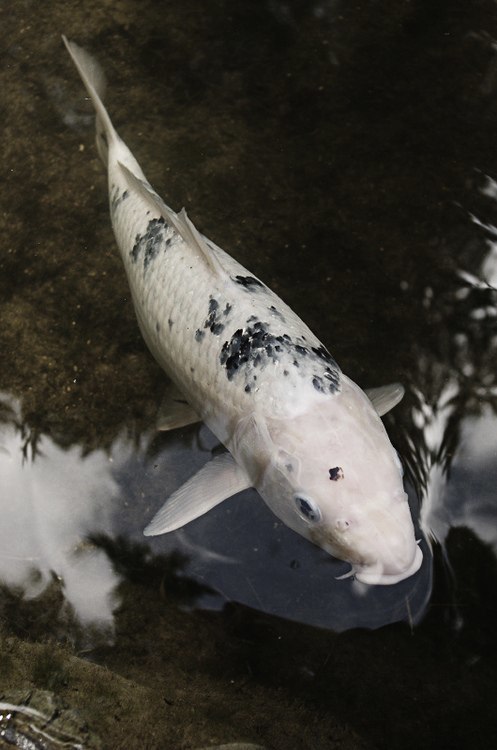 niick4:  Koi fish, i like the marbleized looking scales. [via/more]