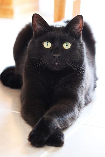 rebelrocker14:  nyxandriadracos:  catsbeaversandducks:  Black Cats are Good Luck