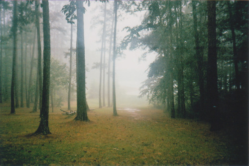  { forests by anewresolution } 