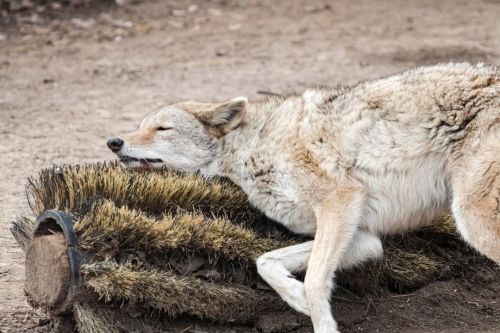 tsukiro-hellwolf:theworldismyoysterandiamthepearl:Coyotes enjoying full-body scratches.www.i