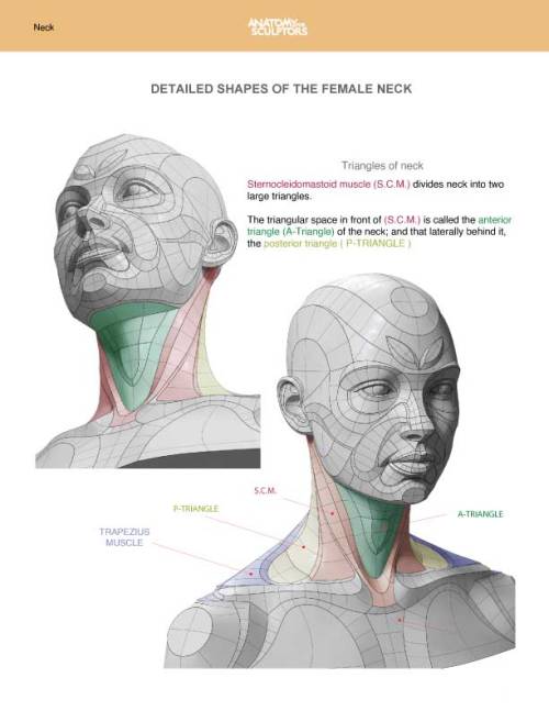 drawingden:Neck Anatomy by Anatomy for Sculptors 