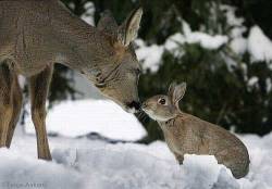 diaryofawriter:  IT’S THUMPER AND BAMBI