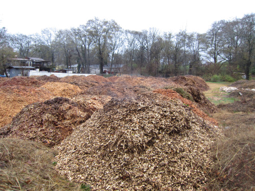 buffalogarden: plantyhamchuk: Kirkwood Urban Forest Transformation - “The Plateau” 