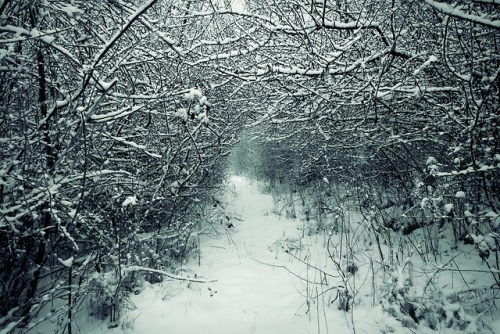 ambermaitrejean:Snow-covered paths. Photos by Amber Maitrejean