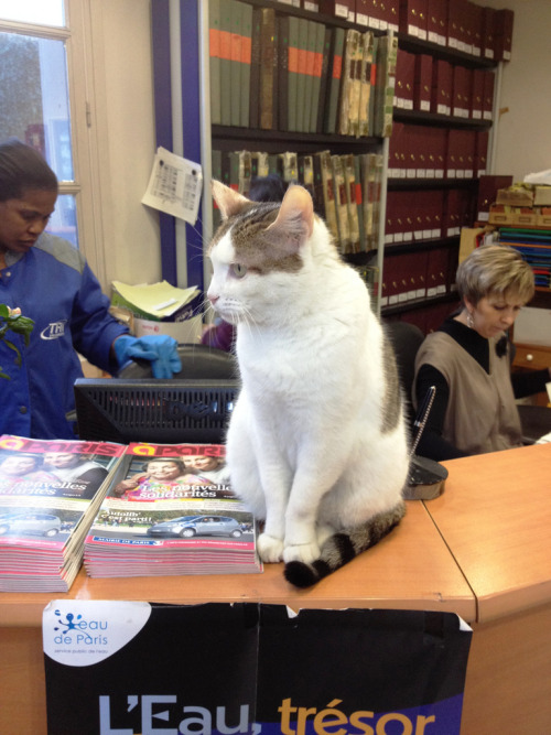 Help Desk Cat-Paris (by neverbutterfly)