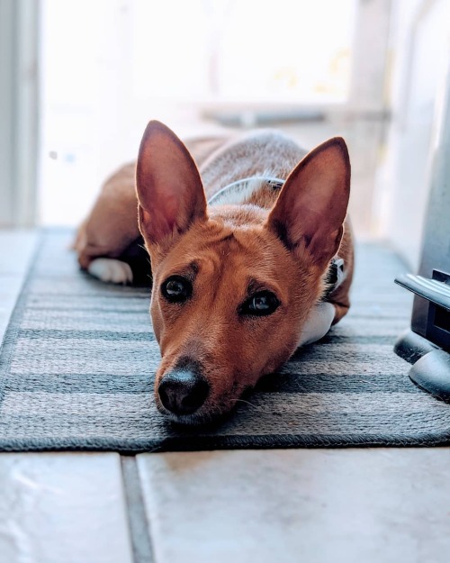 It’s been a while! Kaeda laying in front of the open door, catching the warm spring breeze.