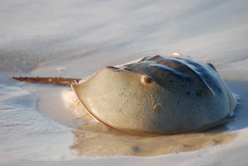 Horseshoe crabs have withstood the test of time. Fossils of horseshoe crab ancestors date back to ar