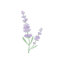 lavender--bby