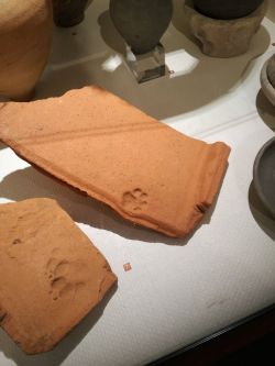 roach-works: pumpkin-bread:  wbicepuppy:  gabbypie64:  tharook:  chromatocloo:  Pieces of Viking pottery with traces of cat and dog paws, seen at the Musée de Normandie in Caen Castle “So back in the day pets already ruined their owner’s artwork.”