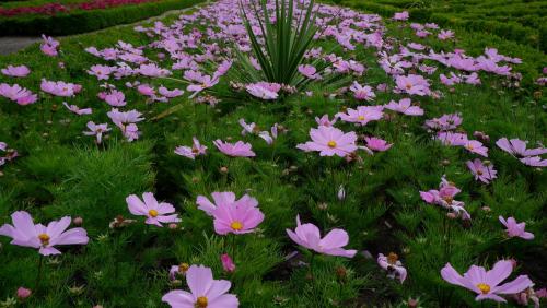 Beds and Borders - Cosmos.