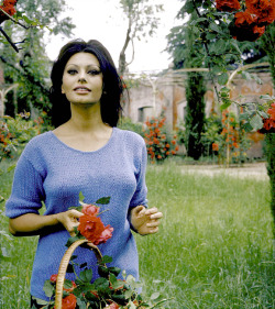 avagardners:  Sophia Loren photographed by Alfred Eisenstaedt, 1964.  