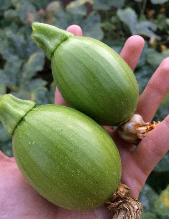 I had to cull a couple baby pumpkins (6 Connecticuts on a vine is too many) and I've always figured they’d cook up the same as...