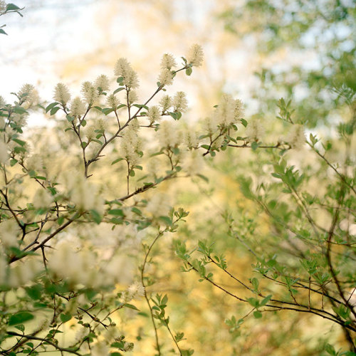 bobbycaputo:  Spring Has Sprung New York City-based photographer Darcy Rogers makes lovely, sweet images of oceans, beaches, spaces and personal objects in square format. She’s also been photographing blossoming branches in spring sunlight. Her series,