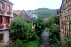 wilderwood:Alsatian villages are straight out of fairy tales- winding roads, rolling hills in the distance, brightly colored medieval houses, and flowers blooming in every window. 