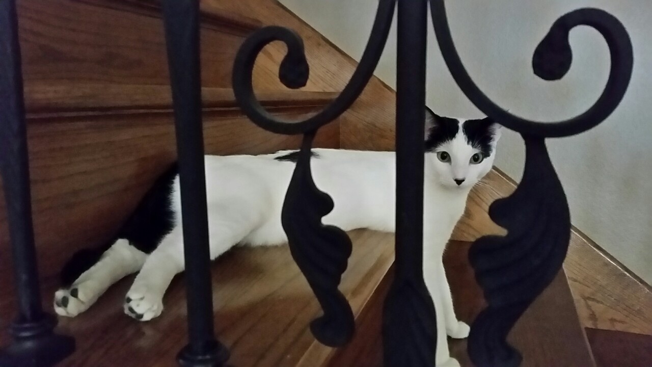 A high-quality cat for your dashboards