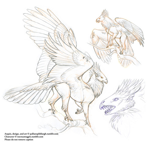 pallanophblargh:  Two more Aequis concepts in process; these are customs for @underleaves (top two images) and @noctuamagpie (bottom image). The first is a grasslander x desert hybrid with hoopoe coloration, second is a northern temperate arboreal based