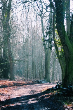 guacamolegoesplop:  A forrest for fairies