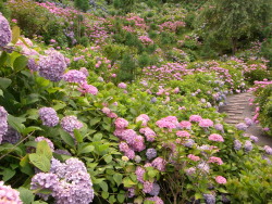 colorful4japan:  Cluster of  Hydrangea in