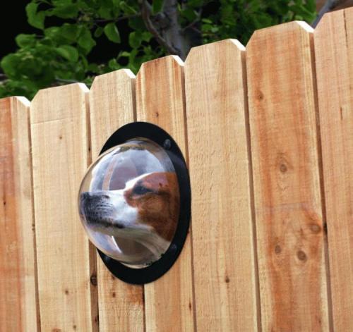 35 Things For Your Dog That Will Make Them Love You More