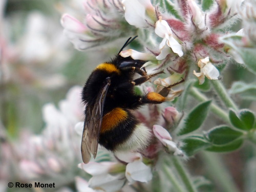 rosemonetphotos:bourdon terrestre, Bombus terrestris