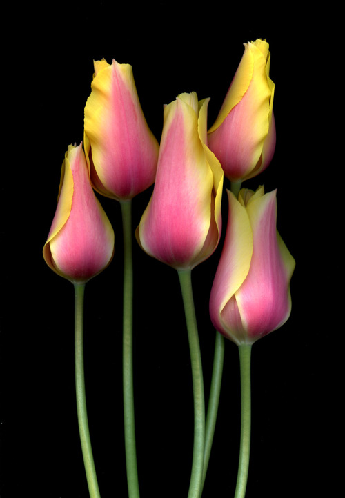 tinnacriss:  28698 Tulipa ‘Blushing Lady’ (by horticultural art) 