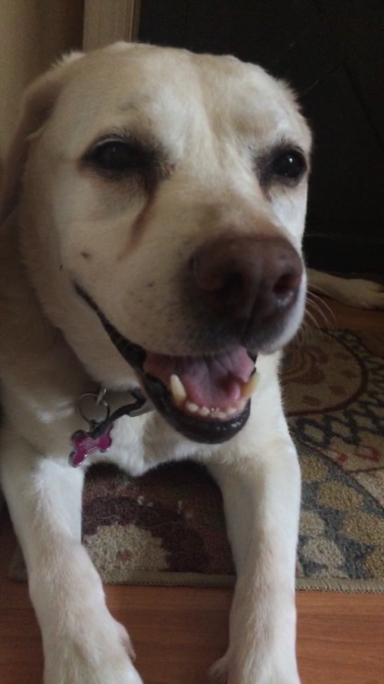 pagingme:  I love close ups on my dogs face