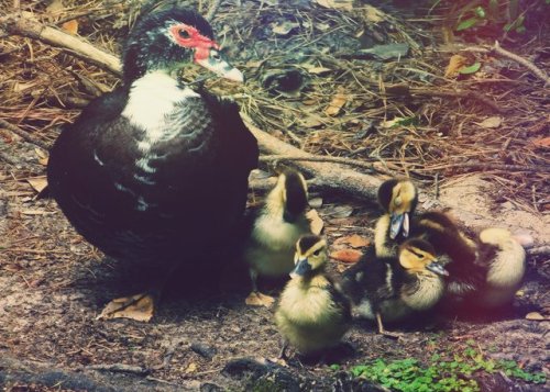 04.30.17 Muscovy Ducks