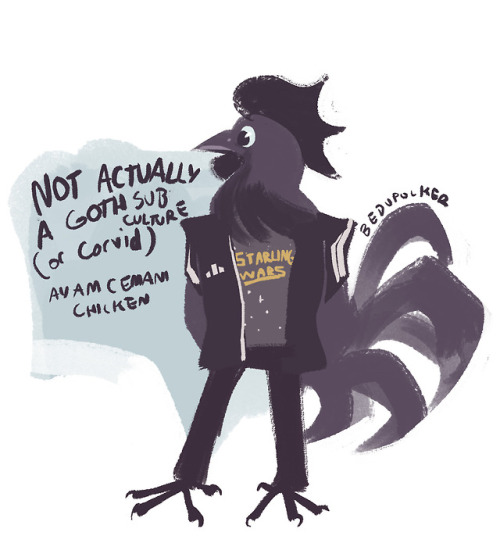 bedupolker:How to tell people (and birds) who wear all black apart