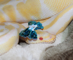 earth-inspired:  Athena after shed, I think