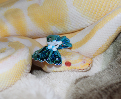 fuckyeahballpythons:  earth-inspired:  Athena after shed, I think blue is a good color on her ¬‿¬  Sssssss-senpai. 