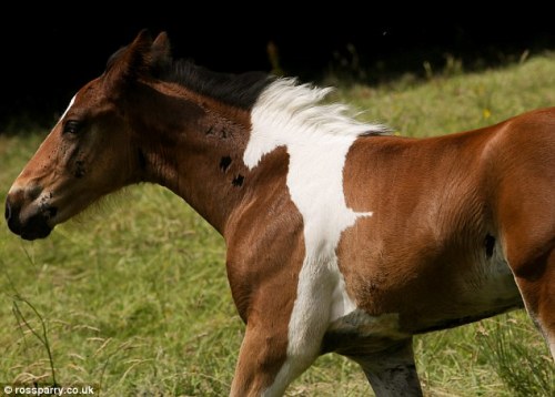 “It looks like an optical illusion but this chestnut foal was born with his own perfect white shadow. The unique marking is the profile of another horse which runs up his left flank and neck. It then merges seamlessly from white to black into his...