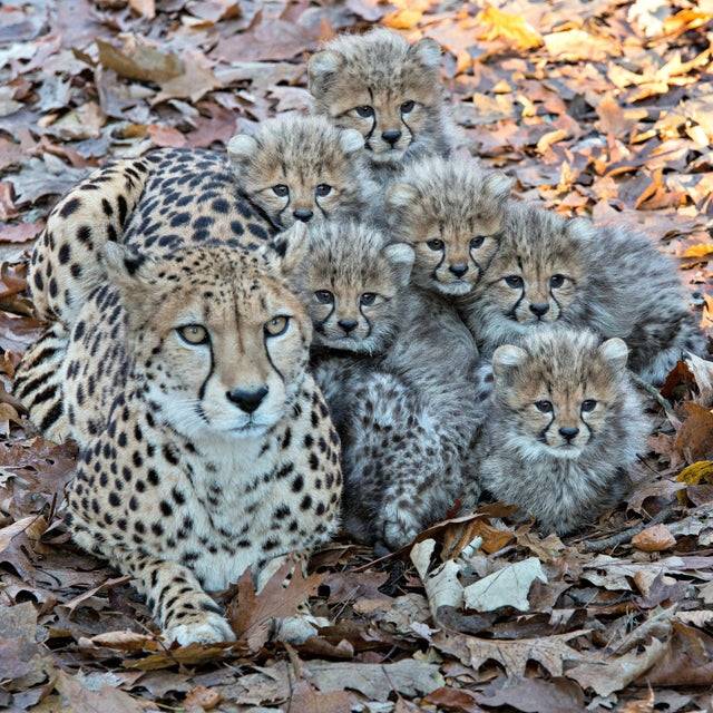 Anne Çita ve Yavruları...