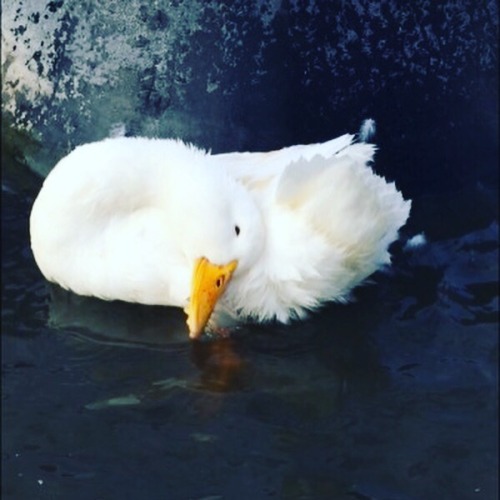 Look at this duck