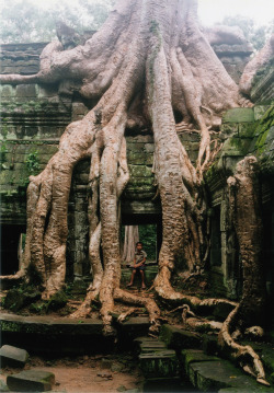 cosmofilius:   Ta Prohm - A Buddhist temple in Cambodia built between the late 12th and early 13th centuries overgrown with silk-cotton and tetramelaceae trees    