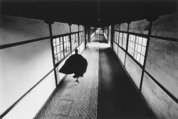 furtho:Ikkō Narahara’s Zen #08, from the series Japanesque, 1969